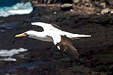 nazca booby