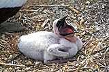 nazca booby chick