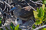 nesting red-footed boobies