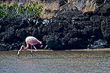 greater flamingo