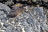 lava heron