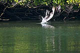 diving brown pelican