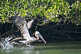 brown pelican taking off