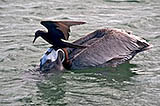 brown noddy harassing pelican