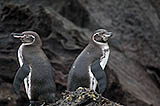 galàpagos penguins