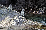 galàpagos penguins