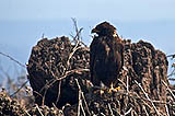 galàpagos hawk