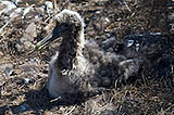 waved albatross chick