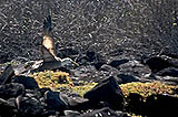 waved albatross taking off