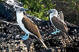 blue-footed boobies