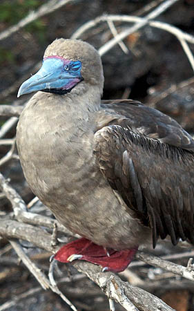 red-footed booby