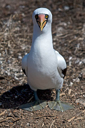 nazca booby