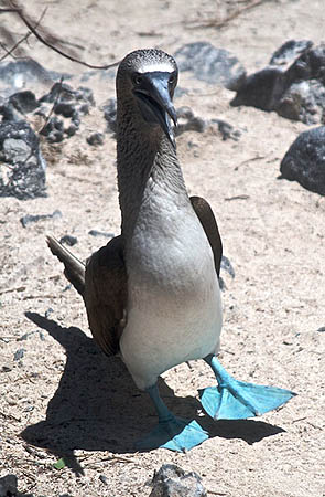 blue-footed booby