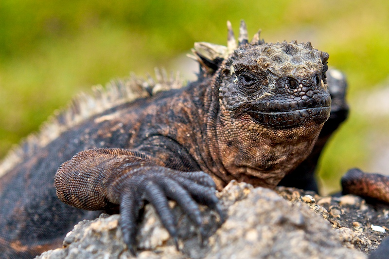 land iguana, south plaza island