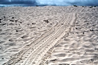 tracks of the green sea turtle a-laying