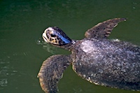 green sea turtle