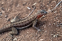 lava lizard