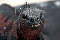 marine iguana