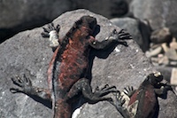 marine iguanas