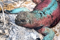 marine iguana