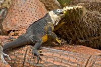 land iguana