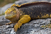 land iguana