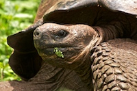 giant tortoise